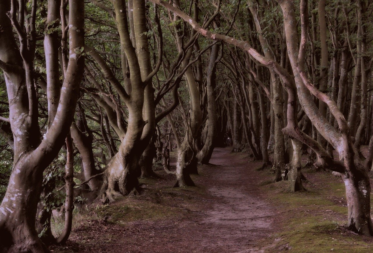 The mystery and beauty of the Hoia Baciu forest